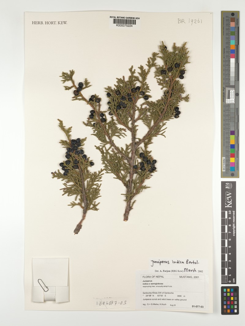 Black Juniper photo 4