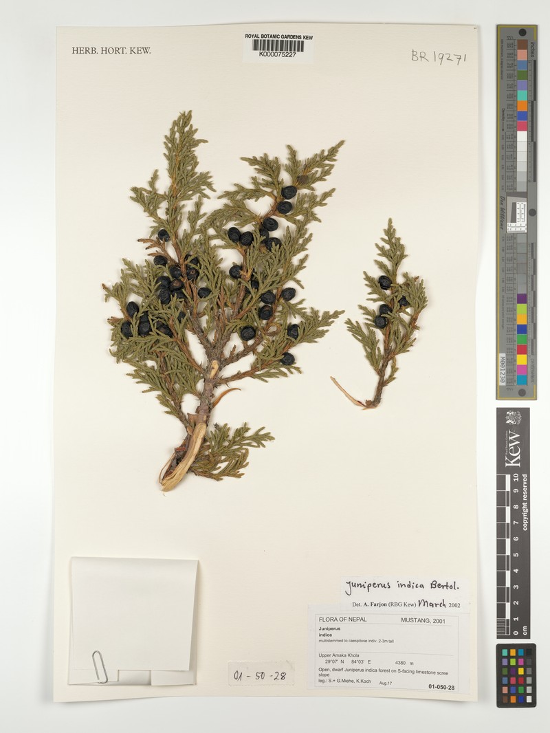 Black Juniper photo 5