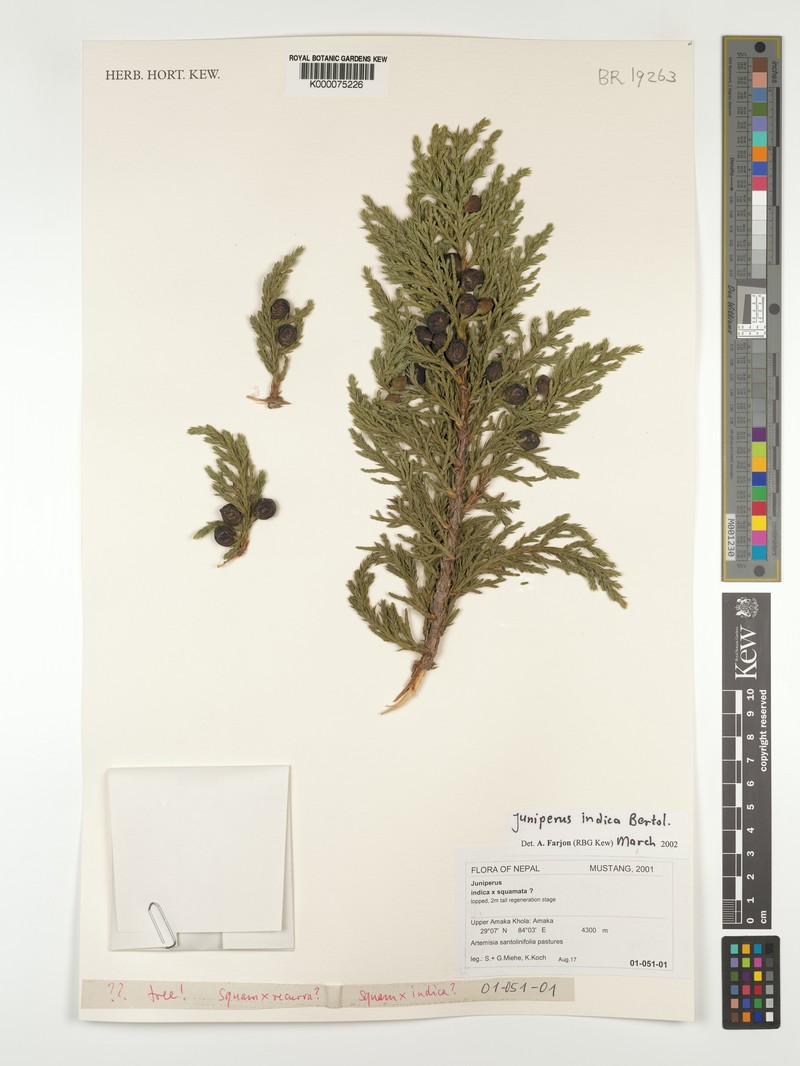 Black Juniper photo 6