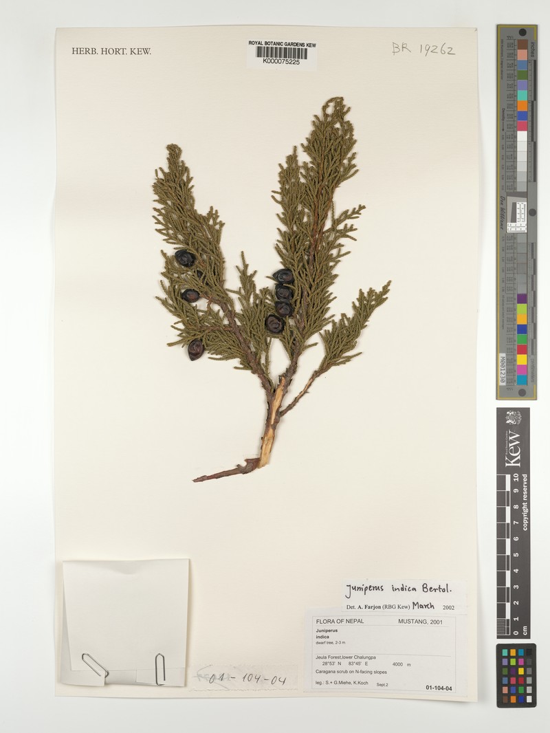 Black Juniper photo 7