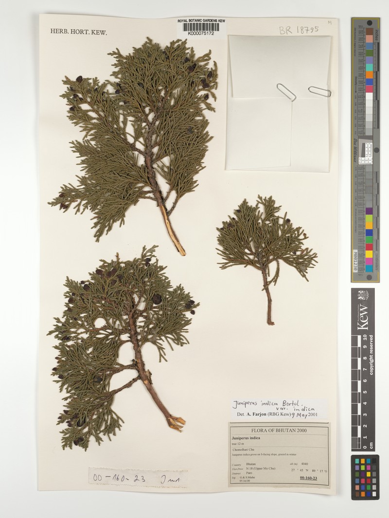 Black Juniper photo 8