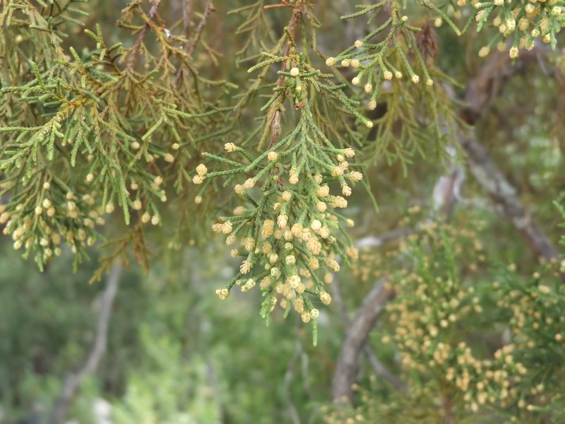Juniperus jaliscana