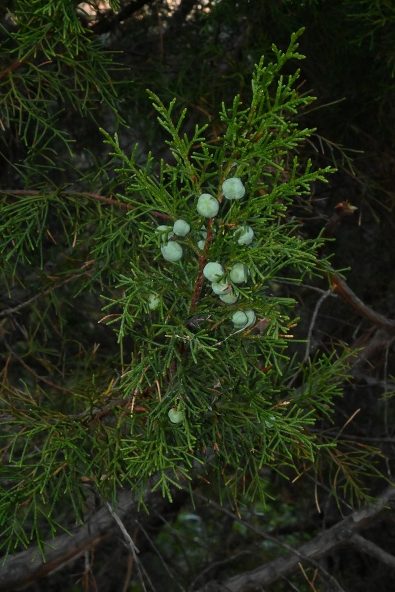Juniperus jaliscana photo 3