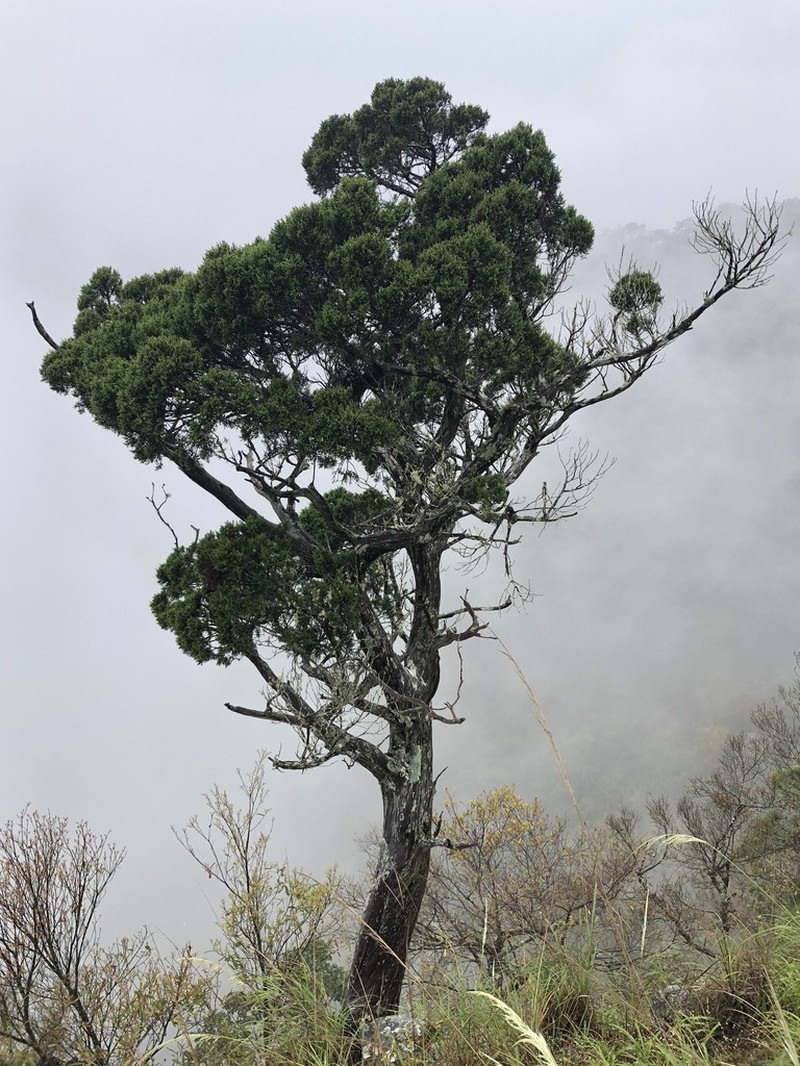 Juniperus jaliscana photo 4