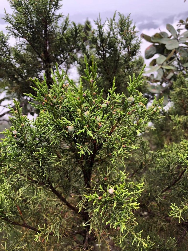 Juniperus jaliscana photo 5