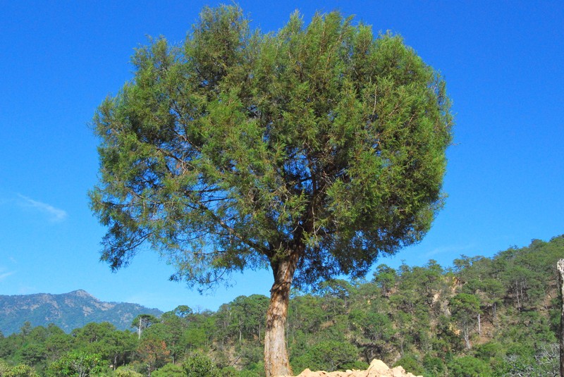 Juniperus jaliscana photo 7