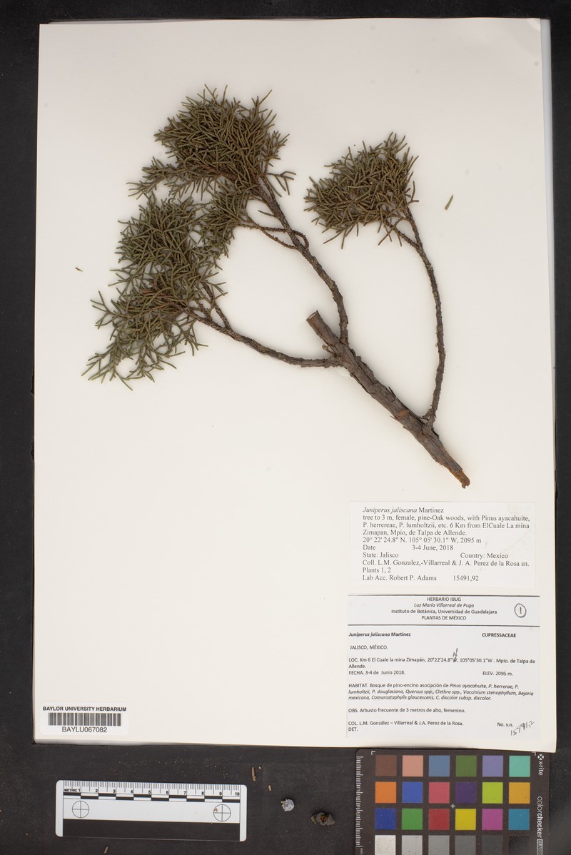 Juniperus jaliscana photo 8