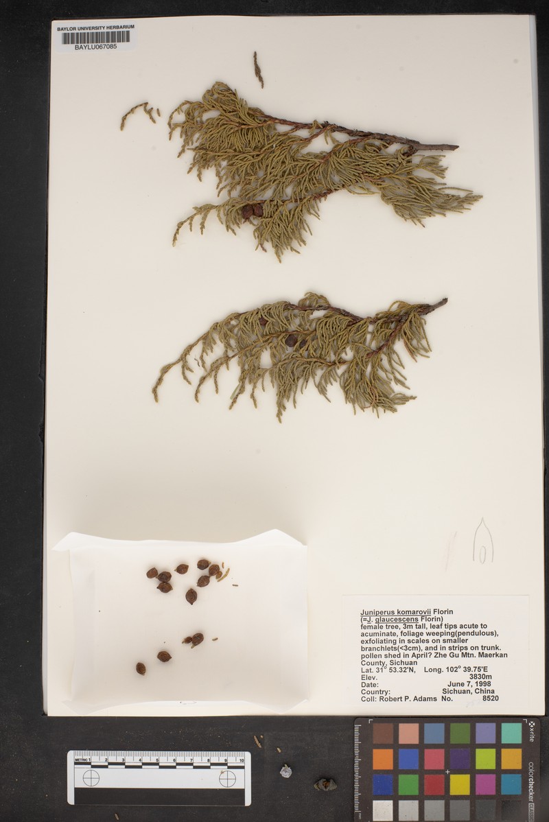 Juniperus komarovii