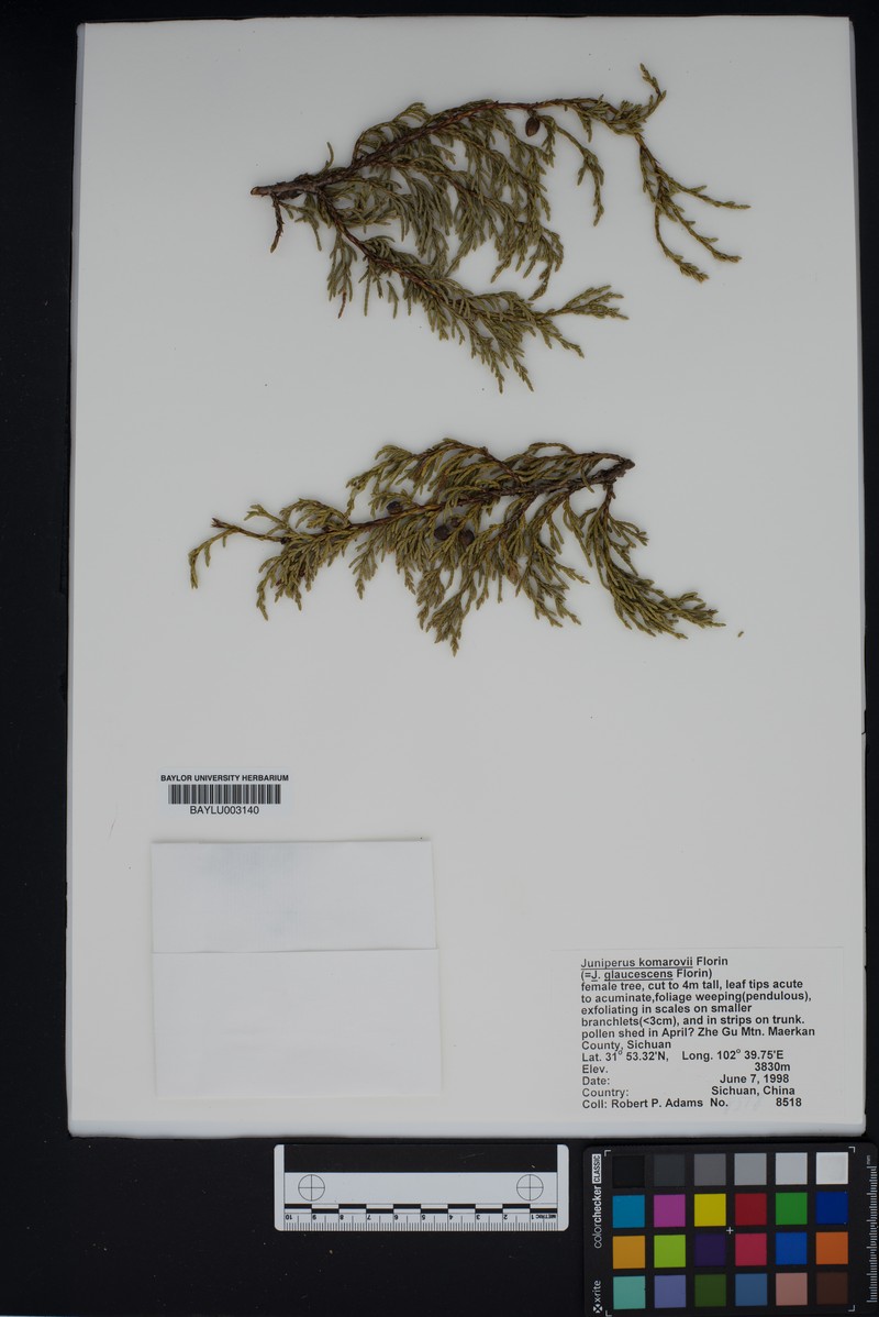 Juniperus komarovii photo 2