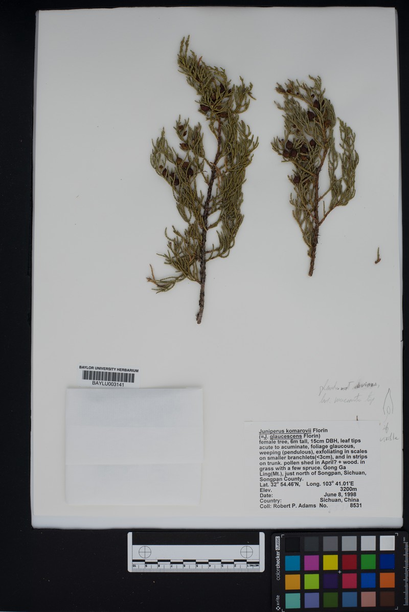 Juniperus komarovii photo 3