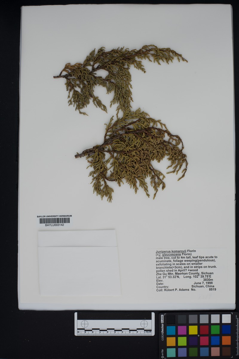 Juniperus komarovii photo 4