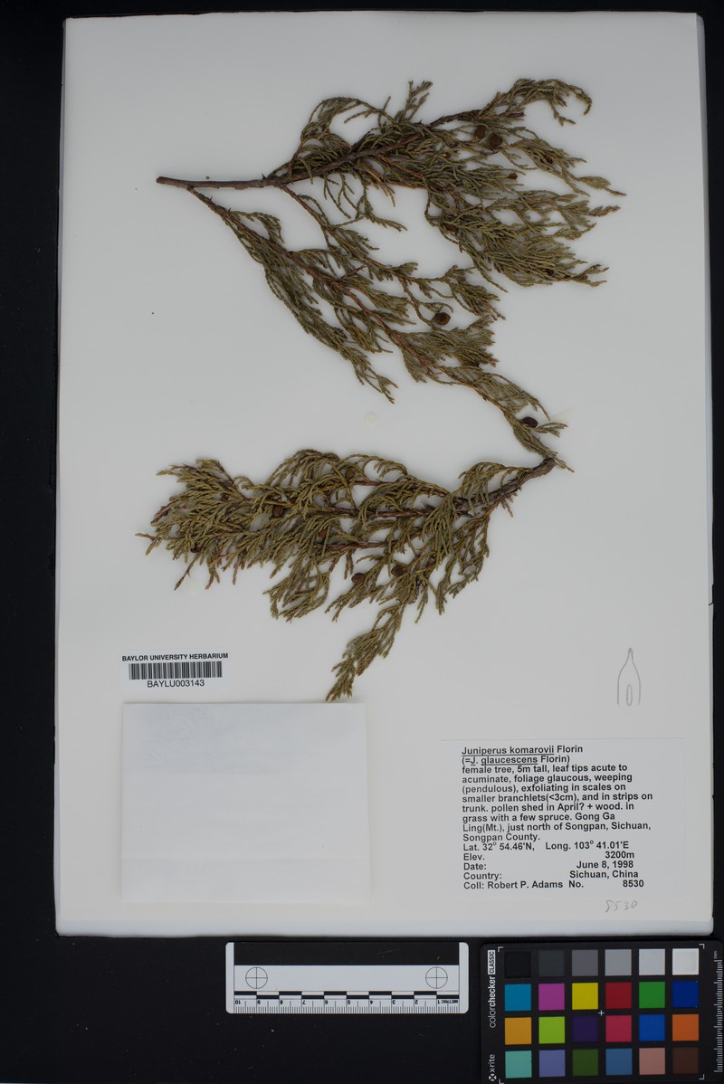 Juniperus komarovii photo 5