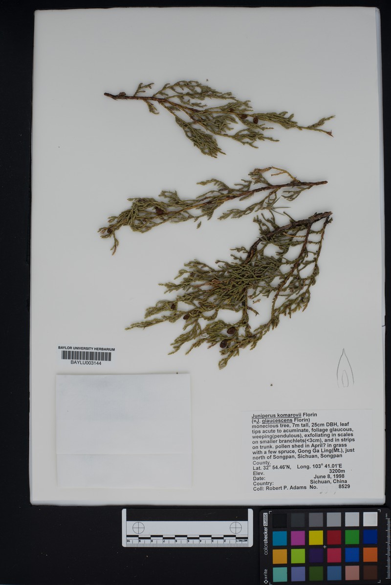 Juniperus komarovii photo 6