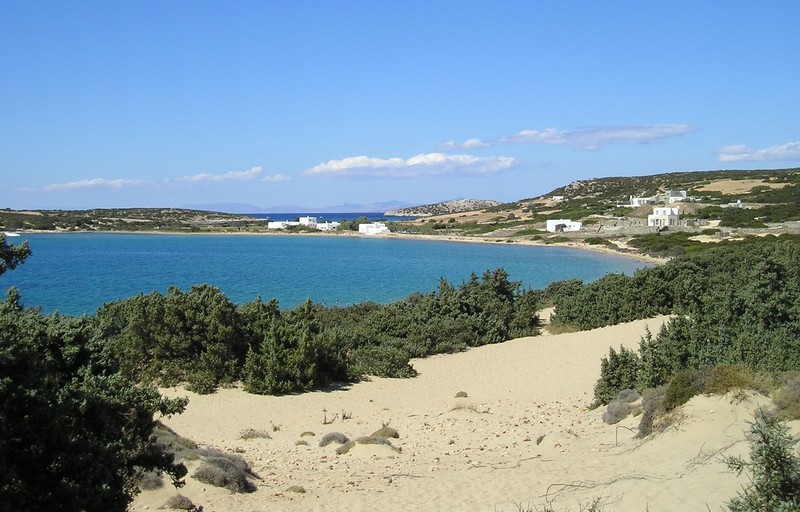 Juniperus macrocarpa