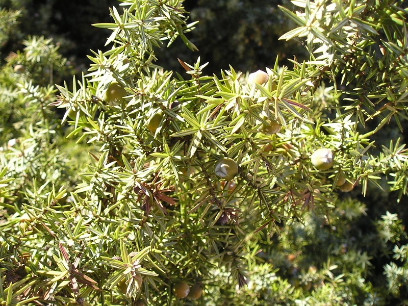 Juniperus macrocarpa photo 2
