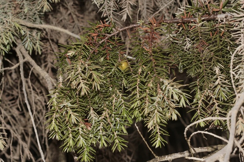 Juniperus macrocarpa photo 3