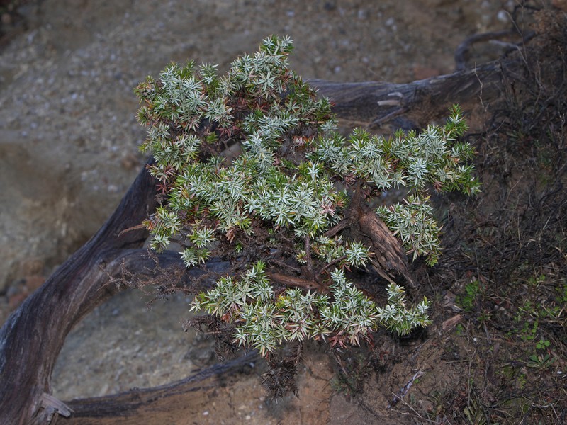 Juniperus macrocarpa photo 4