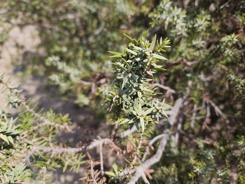 Juniperus macrocarpa photo 5
