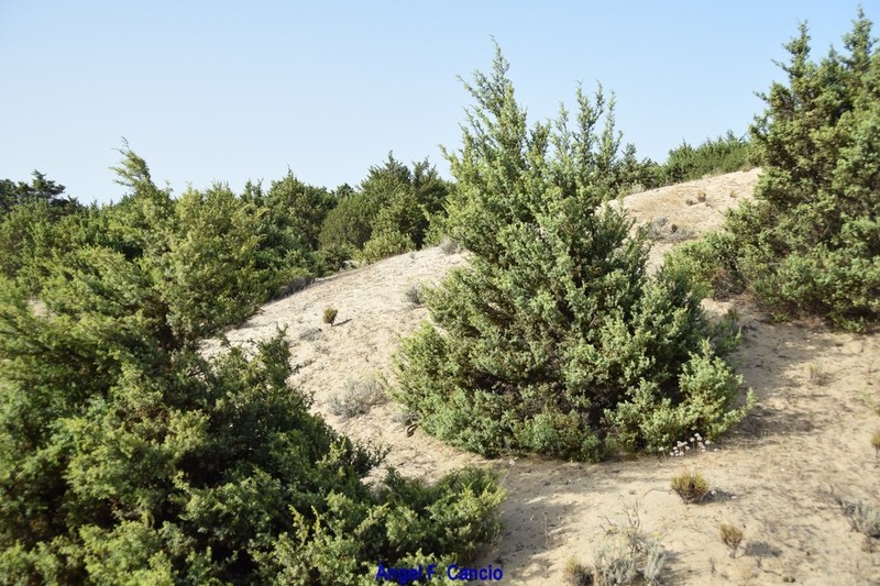 Juniperus macrocarpa photo 6