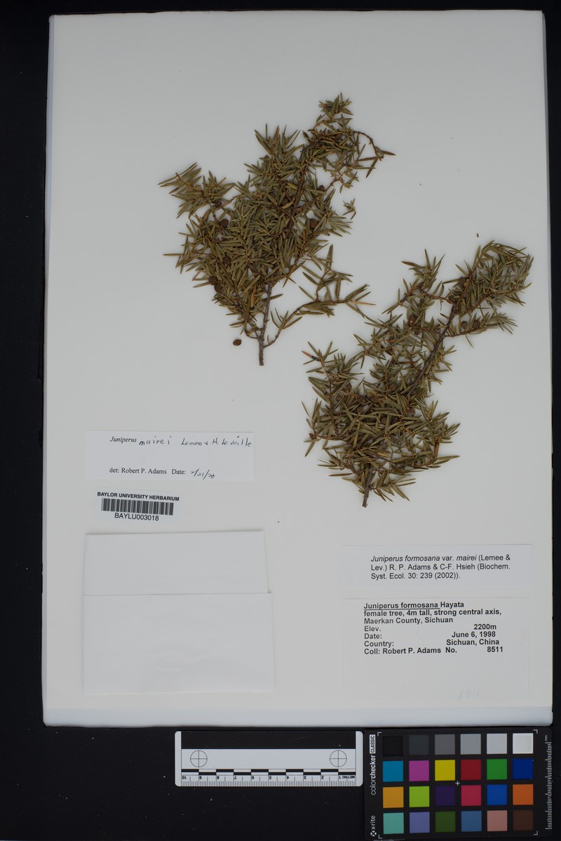 Juniperus mairei