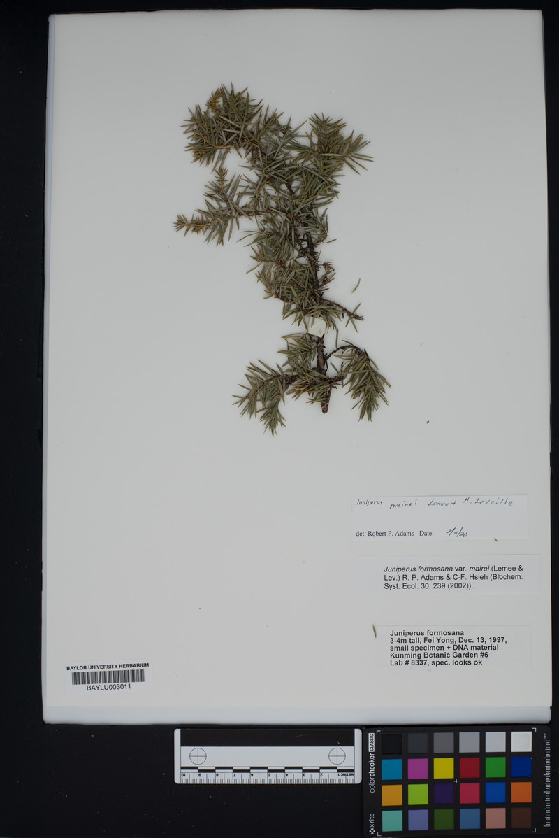 Juniperus mairei photo 2