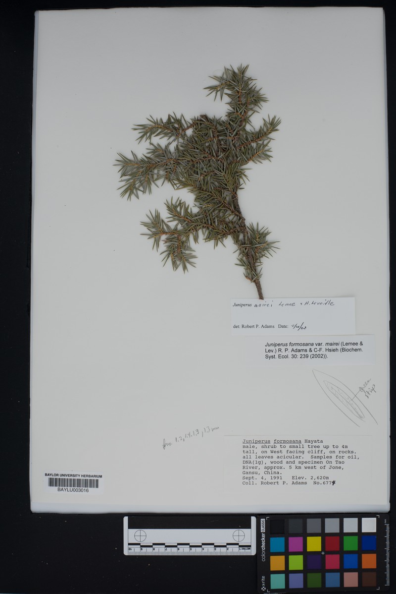 Juniperus mairei photo 4