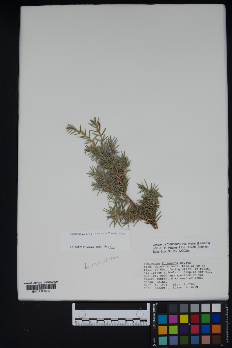 Juniperus mairei photo 5