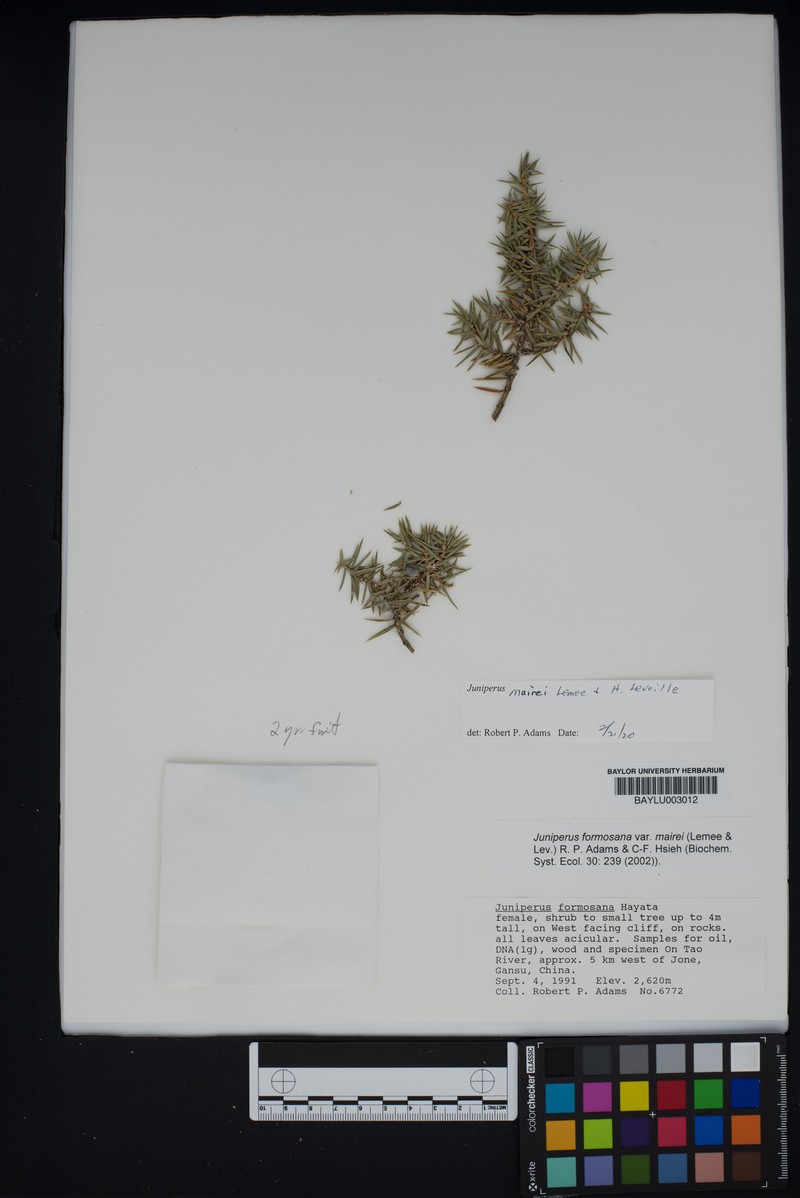 Juniperus mairei photo 6