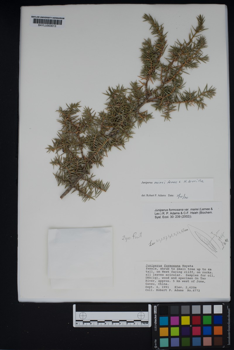 Juniperus mairei photo 7