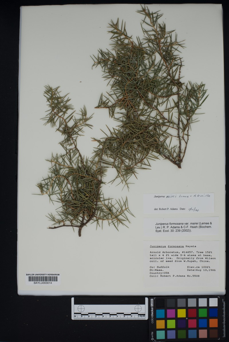 Juniperus mairei photo 8