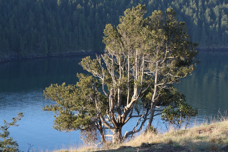 Seaside Juniper