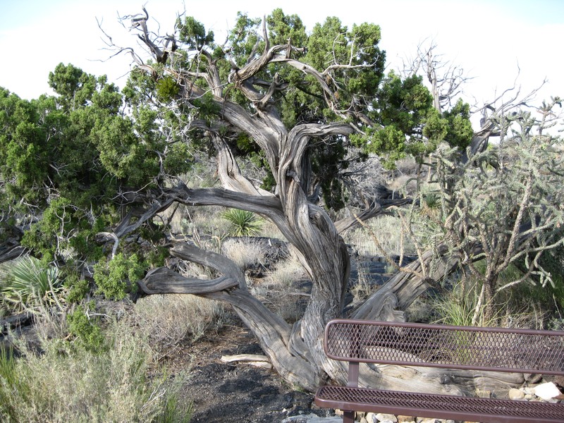Oneseed Juniper photo 2