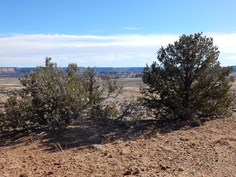 Oneseed Juniper photo 4