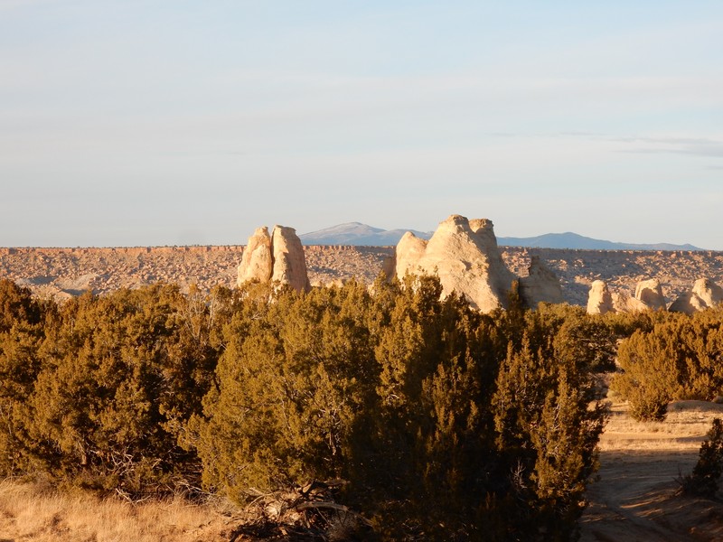 Oneseed Juniper photo 5