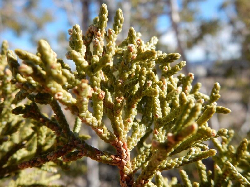 Oneseed Juniper photo 6