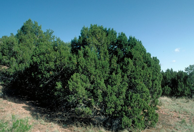 Oneseed Juniper