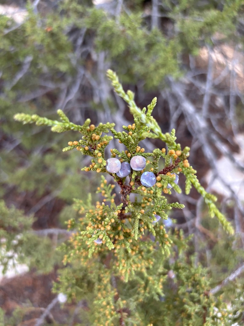 Oneseed Juniper
