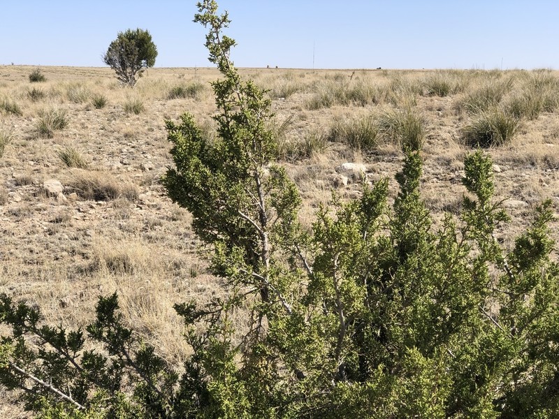Oneseed Juniper photo 2