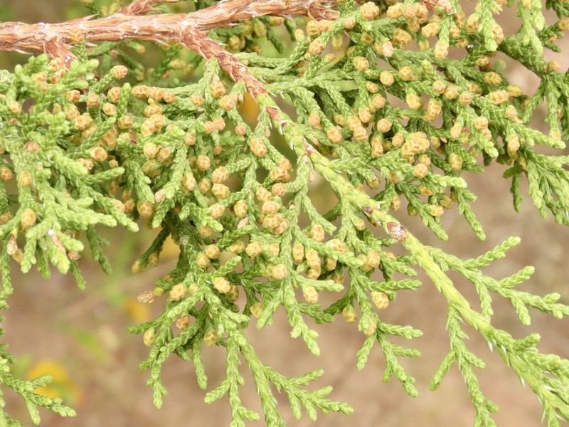 Oneseed Juniper photo 3
