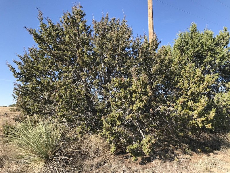 Oneseed Juniper photo 4