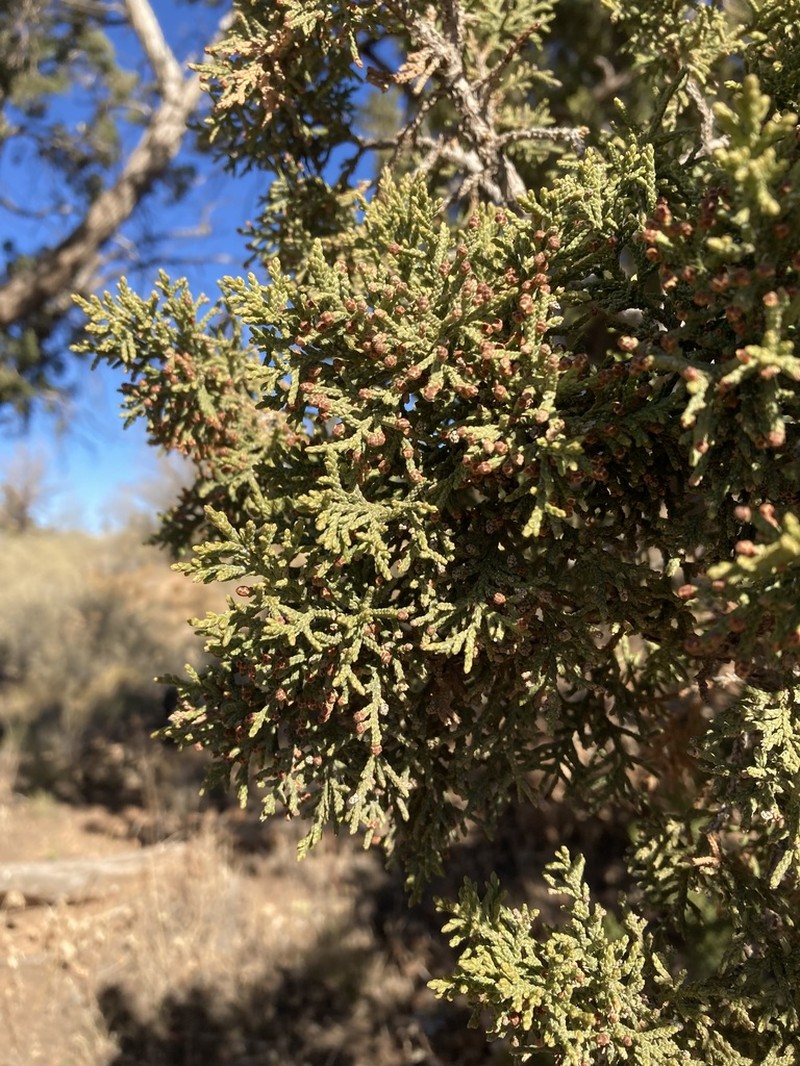 Oneseed Juniper photo 5