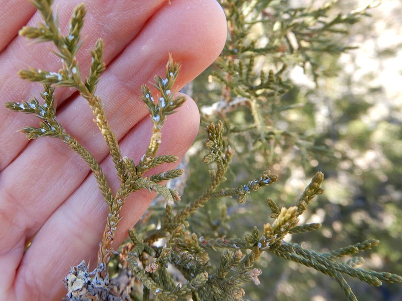 Oneseed Juniper photo 6