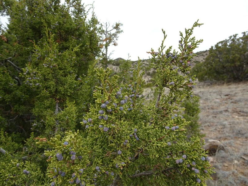 Oneseed Juniper photo 7
