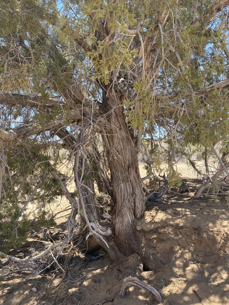 Oneseed Juniper photo 8