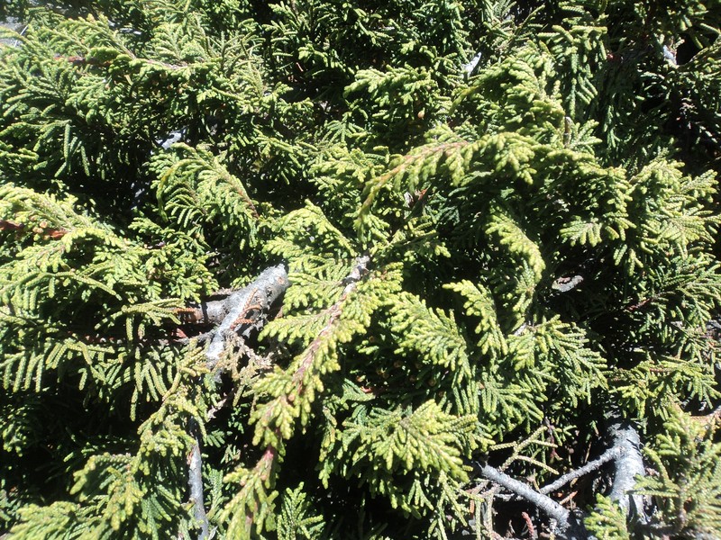 Juniperus monticola