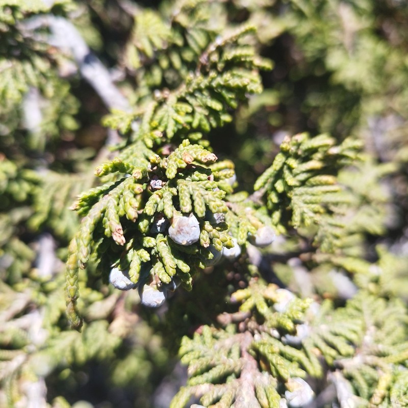 Juniperus monticola photo 2