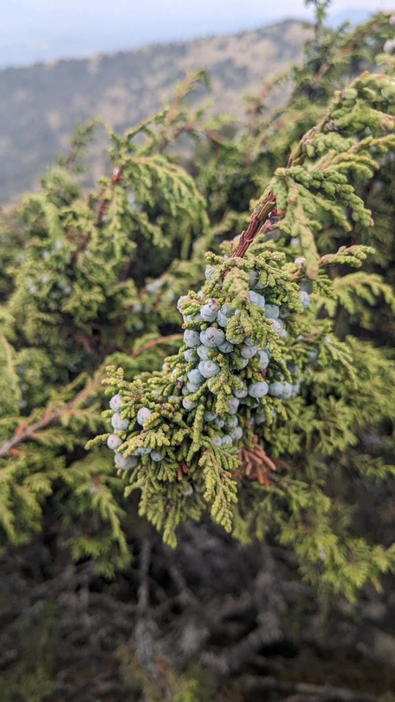 Juniperus monticola photo 3