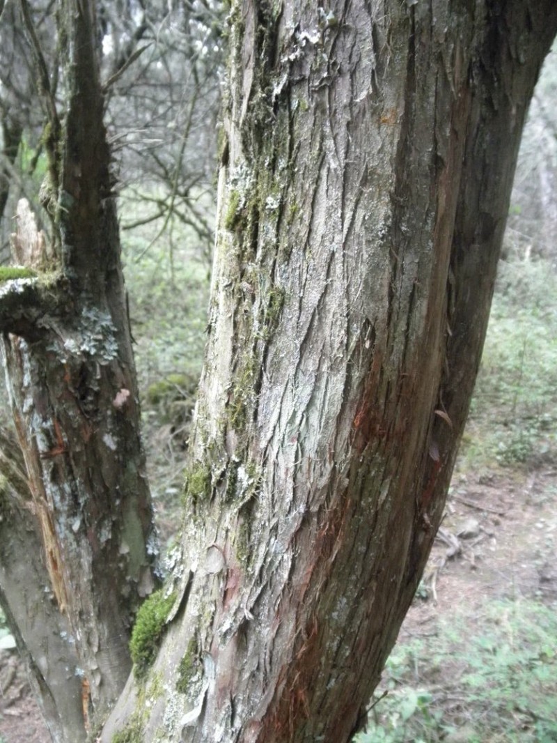 Juniperus monticola photo 4