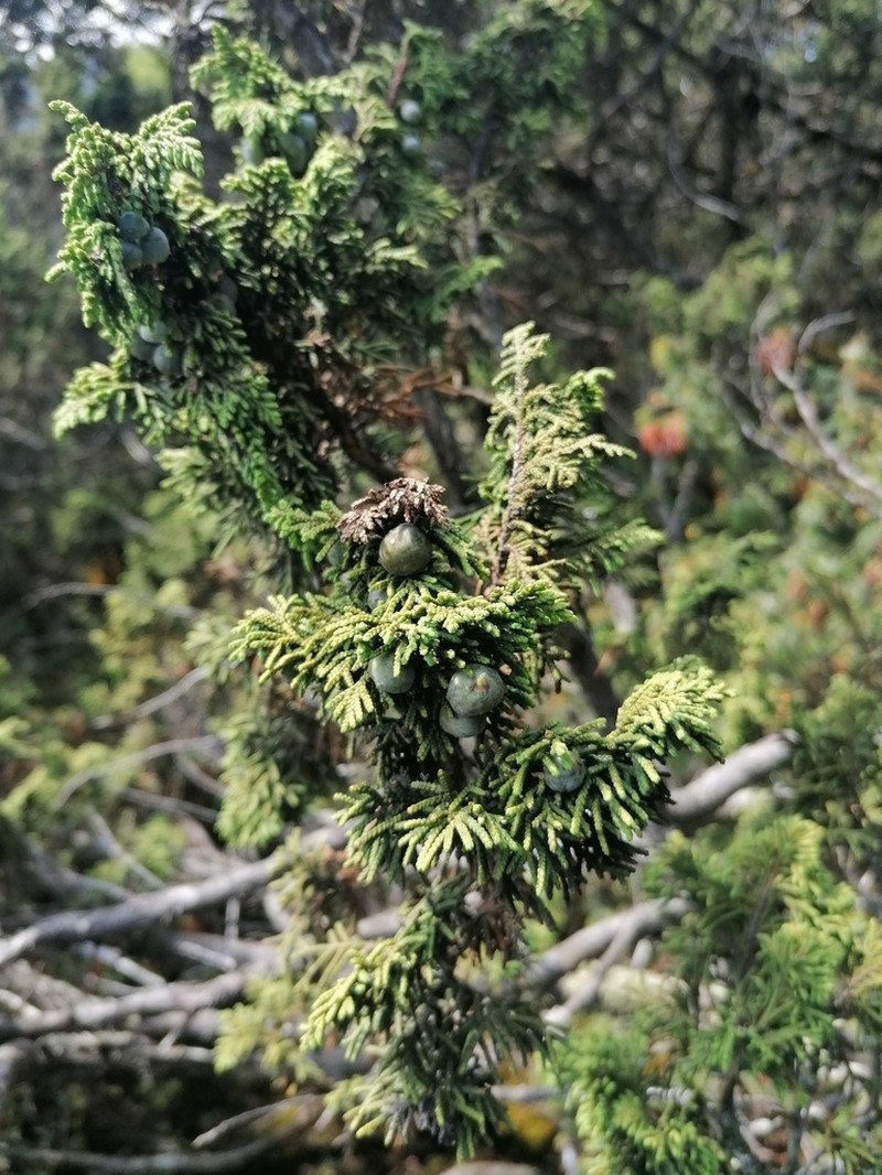 Juniperus monticola photo 5