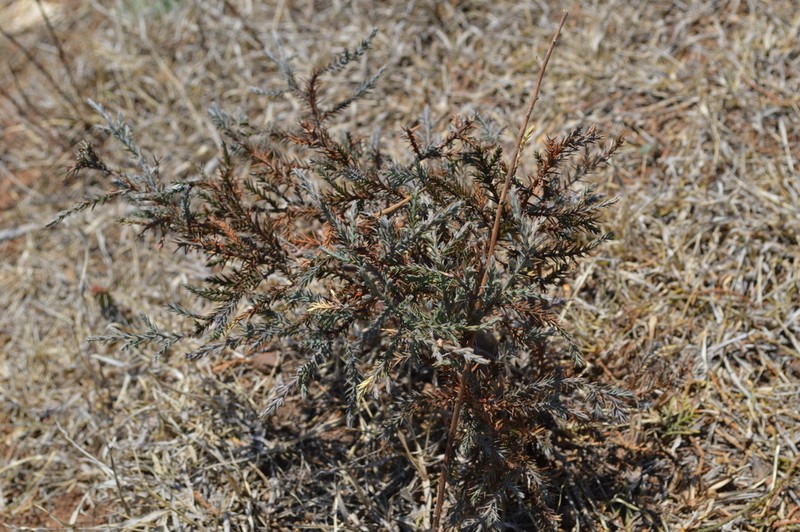 Juniperus monticola photo 6